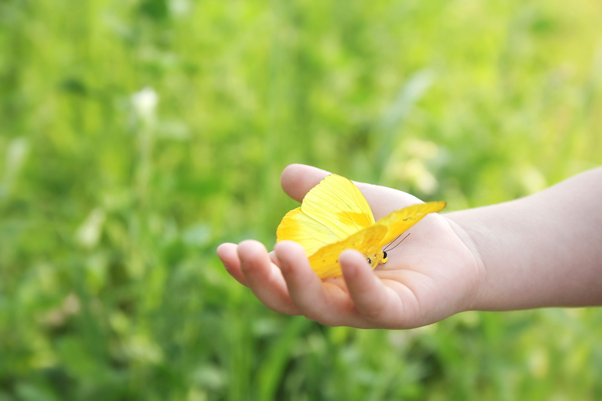 Child holding a butterfly in its hand
